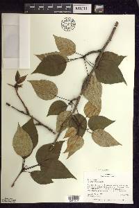 Populus balsamifera image