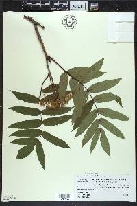 Sorbus americana image