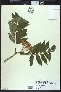 Sorbus decora image