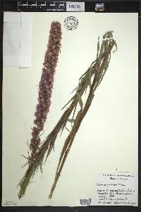 Liatris pycnostachya image