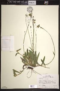 Hieracium caespitosum image