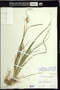 Carex flava image