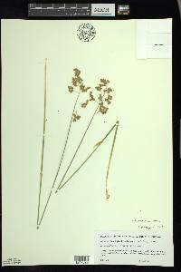 Anthoxanthum hirtum subsp. arcticum image