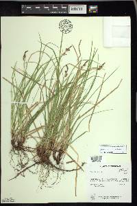 Carex lucorum image