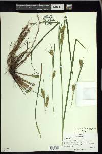 Carex tuckermanii image