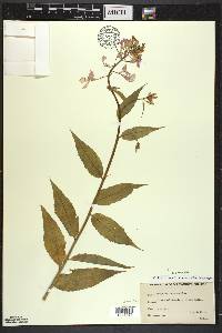 Hesperis matronalis image