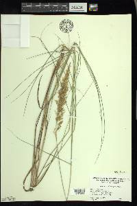 Calamagrostis stricta image