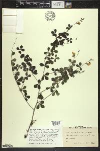 Baptisia tinctoria image