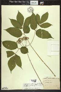 Aralia nudicaulis image