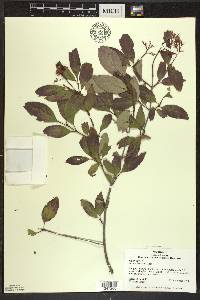 Cornus foemina image