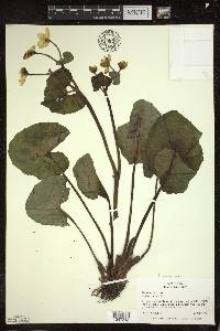 Caltha palustris image