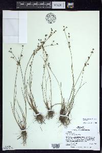 Juncus articulatus image