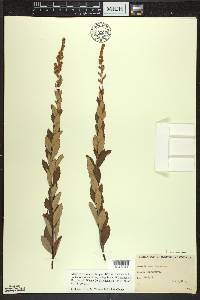 Spiraea tomentosa image