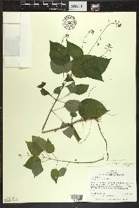 Circaea canadensis image