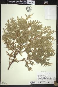 Thuja occidentalis image