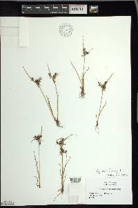 Cyperus fuscus image