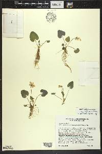 Viola nephrophylla image
