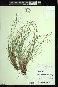 Carex albicans var. emmonsii image