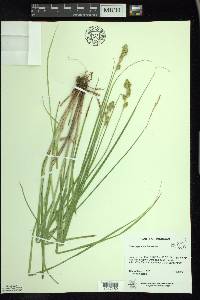 Carex argyrantha image