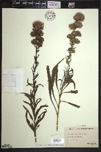 Liatris scariosa image