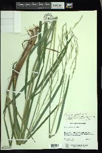 Glyceria septentrionalis image