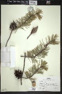 Pinus banksiana image