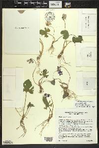 Viola palmata image