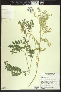 Astragalus neglectus image