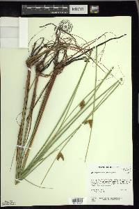 Schoenoplectus torreyi image