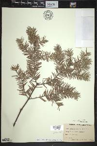 Abies balsamea image