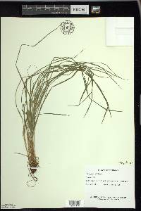 Carex jamesii image