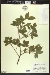 Vaccinium membranaceum image