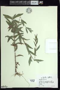 Epilobium parviflorum image