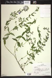 Scutellaria galericulata image