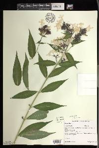 Phlox paniculata image