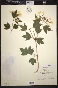 Viburnum trilobum image