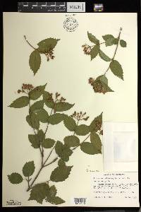 Viburnum rafinesqueanum image