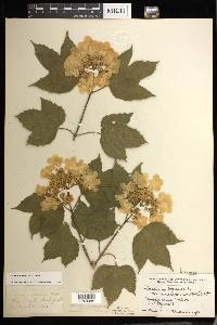 Viburnum trilobum image