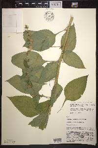 Campanulastrum americanum image