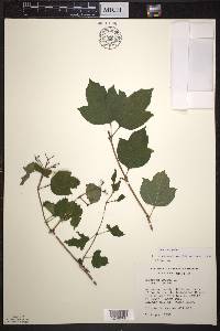 Viburnum opulus image