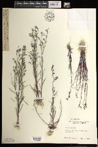 Lobelia kalmii image