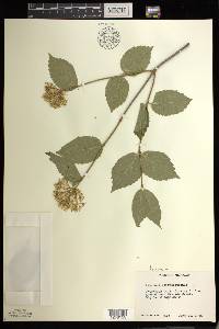 Viburnum rafinesqueanum image