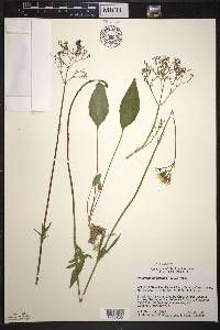 Valeriana uliginosa image