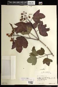 Viburnum trilobum image