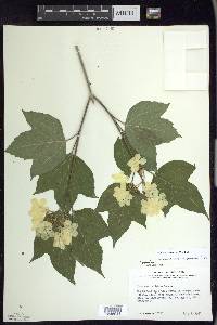 Viburnum trilobum image