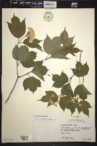 Viburnum trilobum image