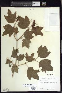 Viburnum trilobum image