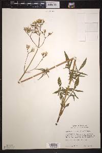 Valeriana uliginosa image