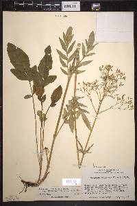 Valeriana uliginosa image