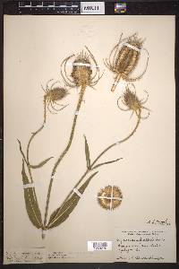 Dipsacus fullonum image